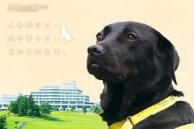介助犬や地域貢献活動など様々な社会貢献活動をしています