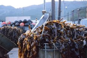 収穫後のわかめ