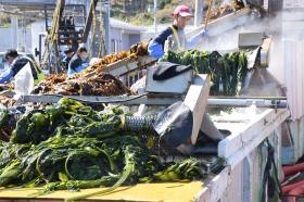 わかめのボイル作業風景