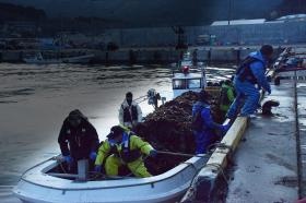 収穫後の帰港風景