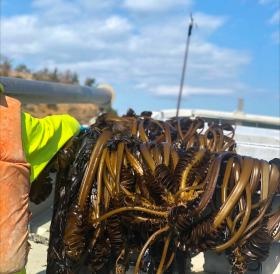 採れたてのメカブ