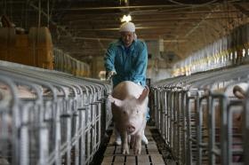 養豚場 育成管理