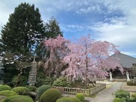 隣接する金剛寺桜の木