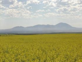 カナダの「からし菜」畑