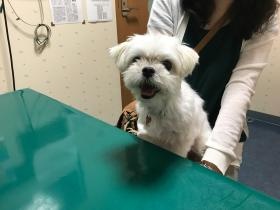 動物病院が大好きでおとなしい子ばかりが来られます。