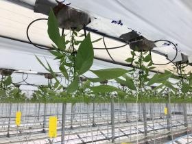 定植後のししとう苗１