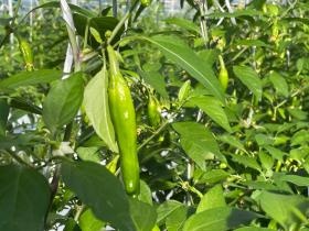 収穫時のししとう