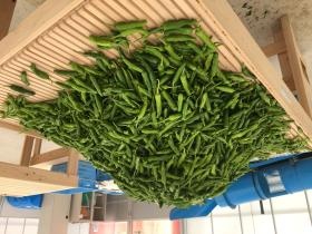 選果前のししとう