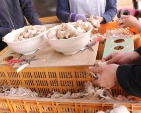 青果物の検品梱包作業