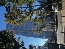 中央公園からみた新宿パークタワー