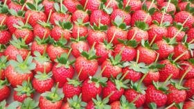 土にこだわり作ったいちごは味、艶、香りが違います。