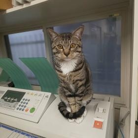 癒し課☆ハゼモトフク部長！！