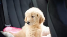 社員犬がいます