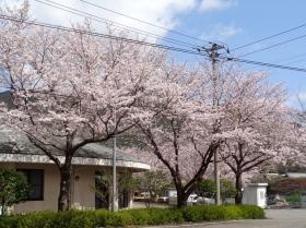 春には施設の窓一面桜！うちの自慢のひとつです。