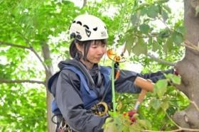 樹木診断の様子