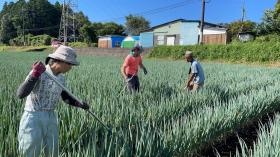 自社運営 ねぎ栽培