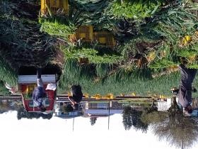 自社運営 ねぎの収穫