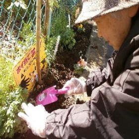 近くの公園の花壇の手入れもしています