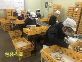 椎茸やキクラゲを包装（パック詰め）いたします。