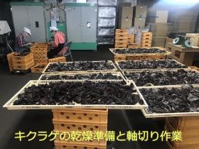 収穫したキクラゲの軸をはさみで切り、乾燥準備をしています。