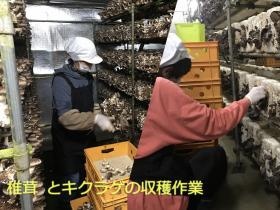 椎茸とキクラゲの収穫を行っています。