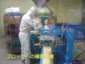 【現場作業】クリーンルームで菌床ブロックへ種を植えます。