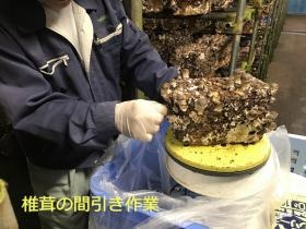 ブロックから生えた椎茸の芽を均等に間引きます。