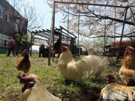 中庭のニワトリ