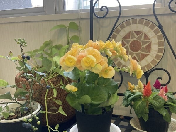 社内環境整備にお花や観葉植物を育てております！！