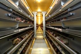 当社製造 鶏舎内部