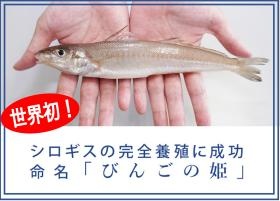 シロギス 陸上養殖成功