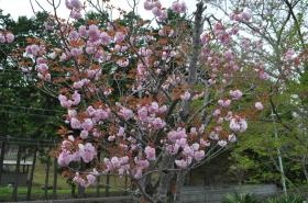 駐車場の桜２