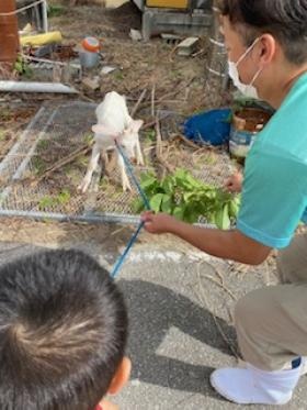 ヤギ飼育。自前の畑もあるので農業好きな方是非一緒に働きましょ