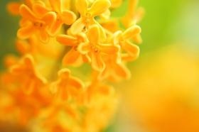 「木犀会」は旧友部町（現笠間市）の町花に由来しています