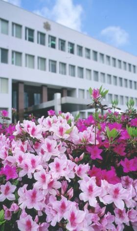 大学本部棟とつつじ