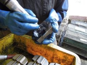 カエリ取り作業を行う様子