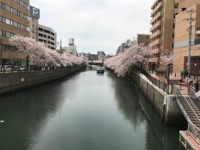 事務所近く大岡川の春