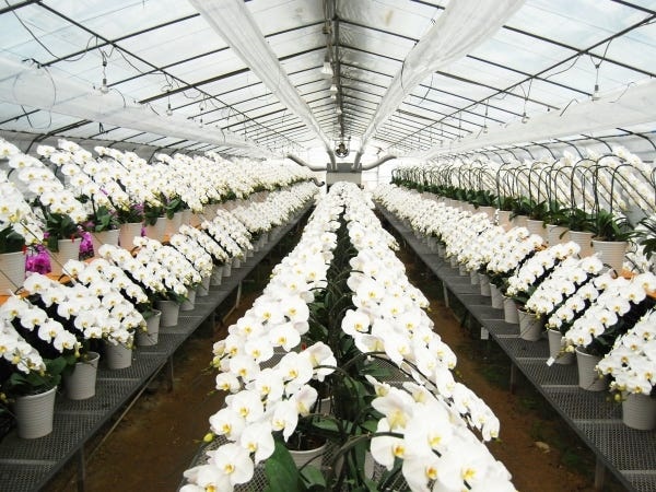 当社の胡蝶蘭は北海道から九州まで、全国へ胡蝶蘭を出荷しています。