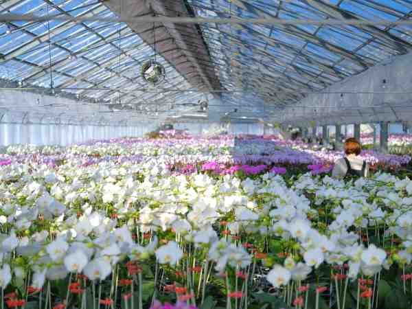 18棟有る栽培温室の中には、たくさんのオリジナル品種の胡蝶蘭が咲いています。