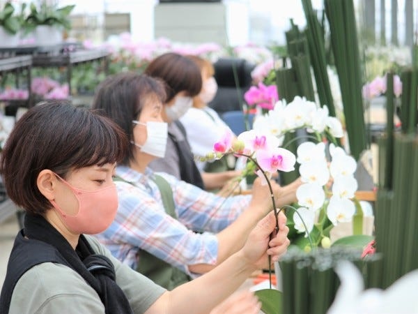 様々な作業を行って、高品質な胡蝶蘭を生産しています。