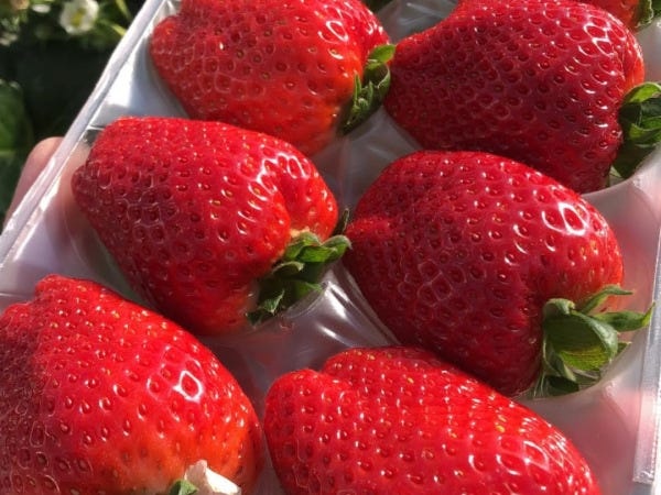 大規模いちご農園の栽培管理・リーダー候補募集！食と農業の未来を創る