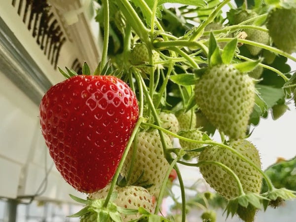 大規模いちご農園の栽培管理・リーダー候補募集！食と農業の未来を創る