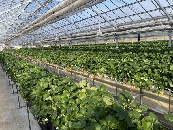 大規模いちご農園の栽培管理・リーダー候補募集！食と農業の未来を創る