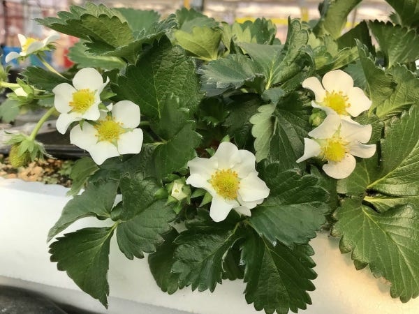 大規模いちご農園の栽培管理・リーダー候補募集！食と農業の未来を創る