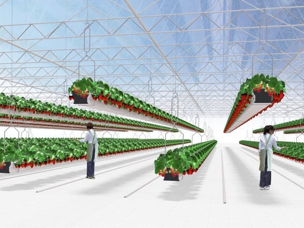 大規模いちご農園の栽培管理・リーダー候補募集！食と農業の未来を創る