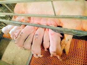 現場風景です。元気いっぱいの子豚達と、お母さん豚です。