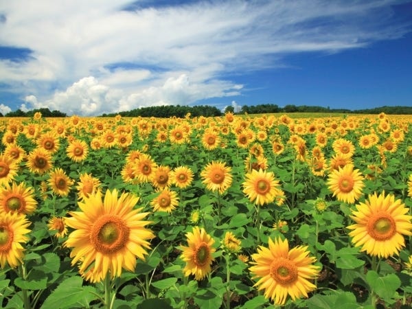 COBOLエンジニア募集！金融系システム開発で活躍しませんか？