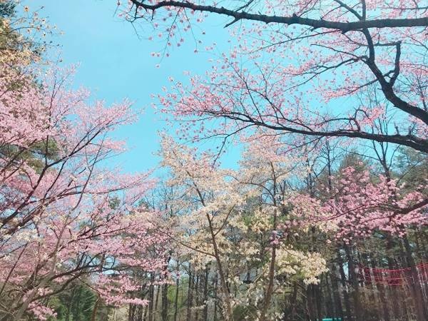 春のホテルヴィレッジでは美しい桜色を堪能♪