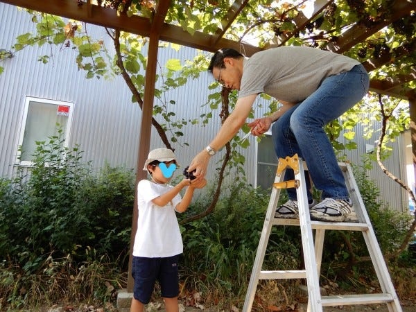 園のブドウの収穫