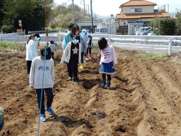 春のジャガイモ植え